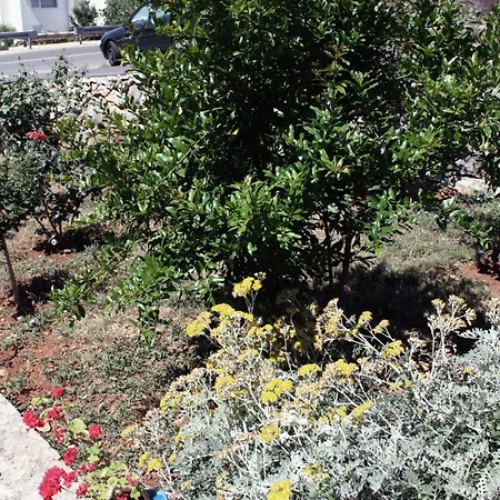 Barbat 5070b * Barbat na Rabu